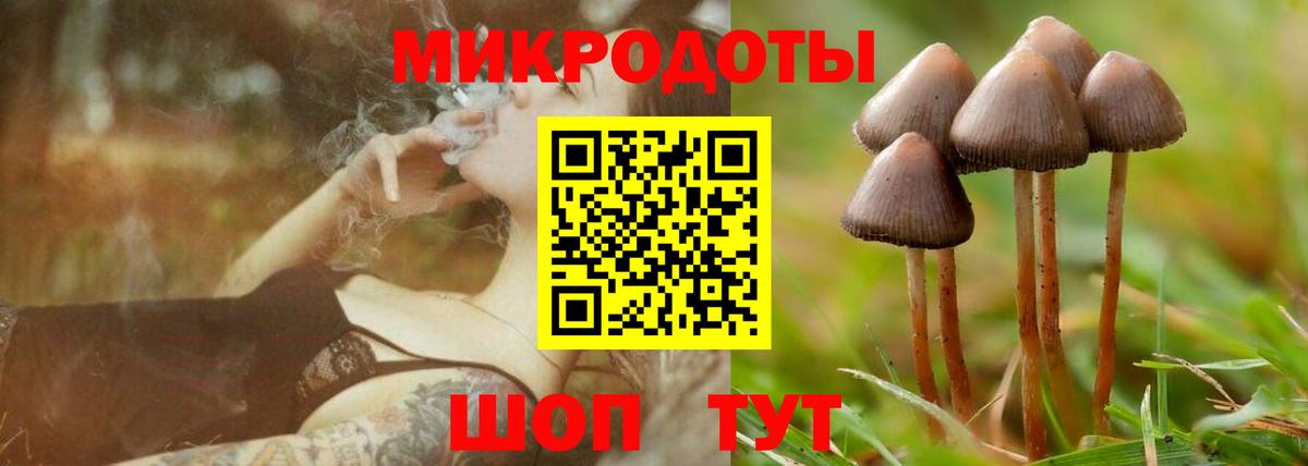 Галлюциногенные грибы Psilocybine cubensis Ачинск